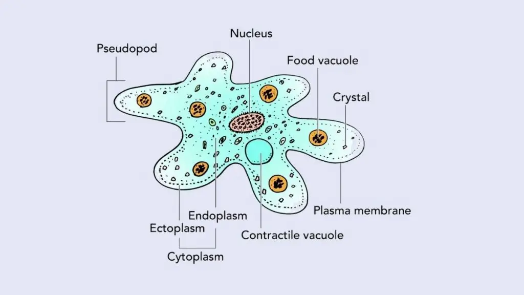 amoeba cell labeled 