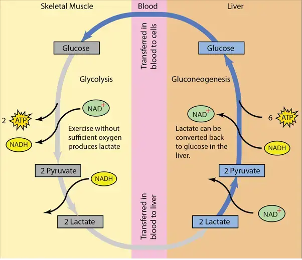 Cori Cycle 