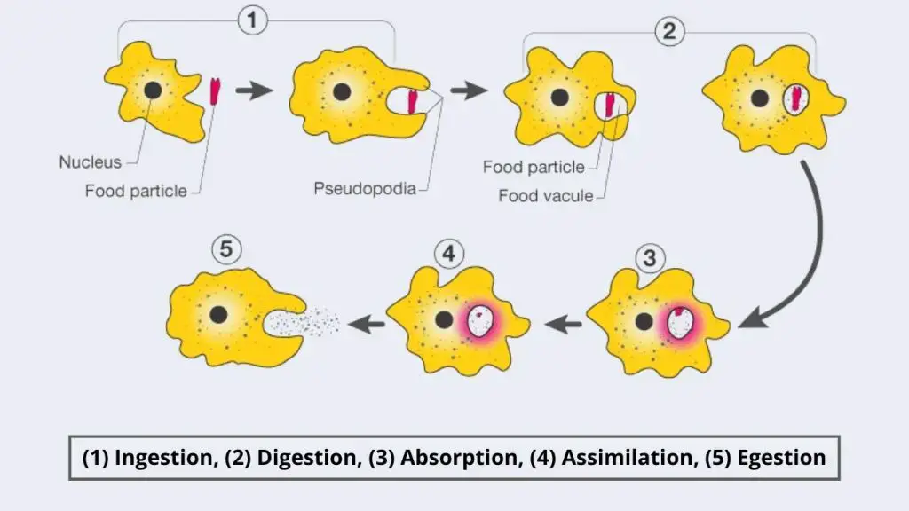 amoeba cell labeled (1)Ingestion, (2) Digestion, (3) Absorption, (4) Assimilation, (5) Egestion | Image Source: byjus.com
