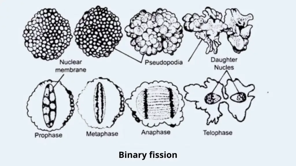 Binary fission - Definition, Types, Steps, Examples 2 Amoeba Cell Binary Fission