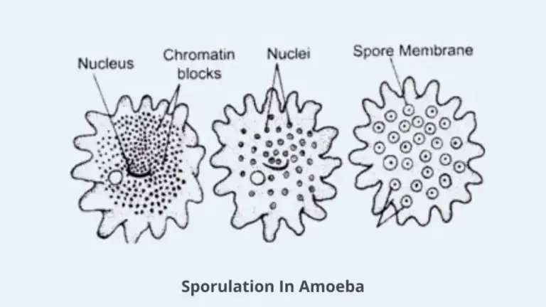 Amoeba Cell Labeled Structure Characteristics Movement Nutrition Reproduction Disease 4442