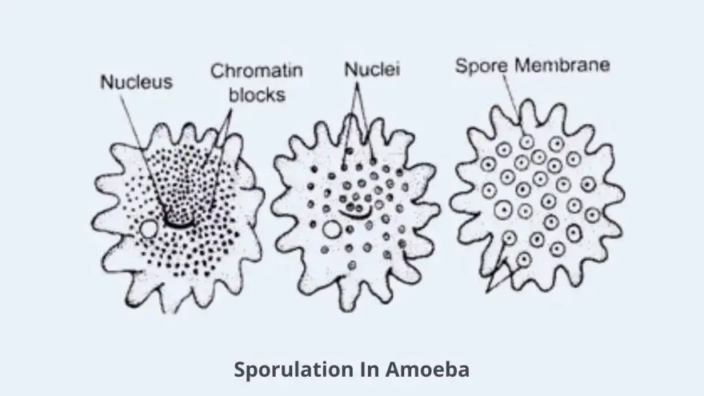 Amoeba Cell Sporulation
