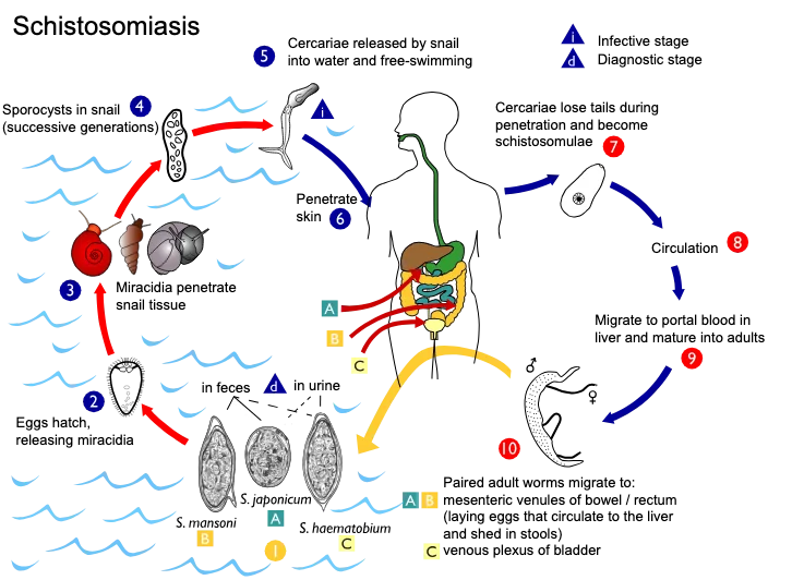Schistosoma life cycle