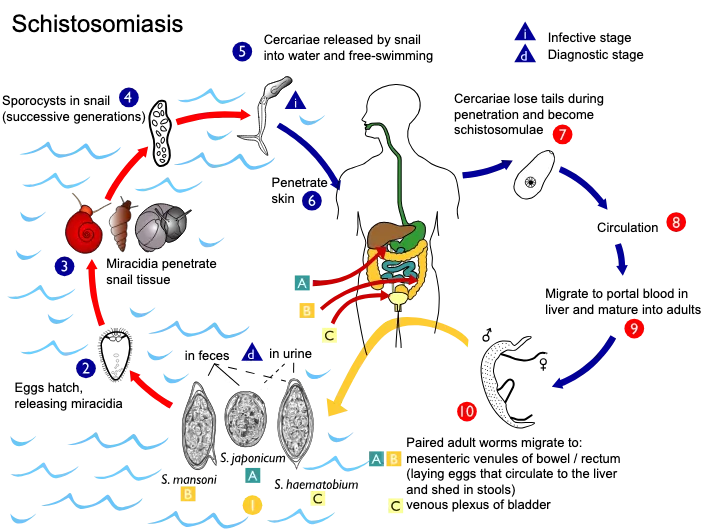 Schistosomiasis - Life cycle, Symptoms, Treatment, Prevention 1 Schistosoma life cycle