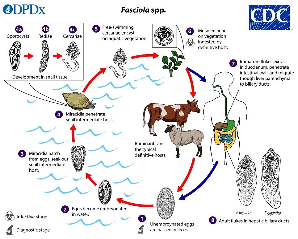 Fascioliasis life cycle/ Pathogenesis of fascioliasis