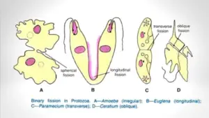 Reproduction in Proto­zoa – Sexual reproduction, Asexual reproduction