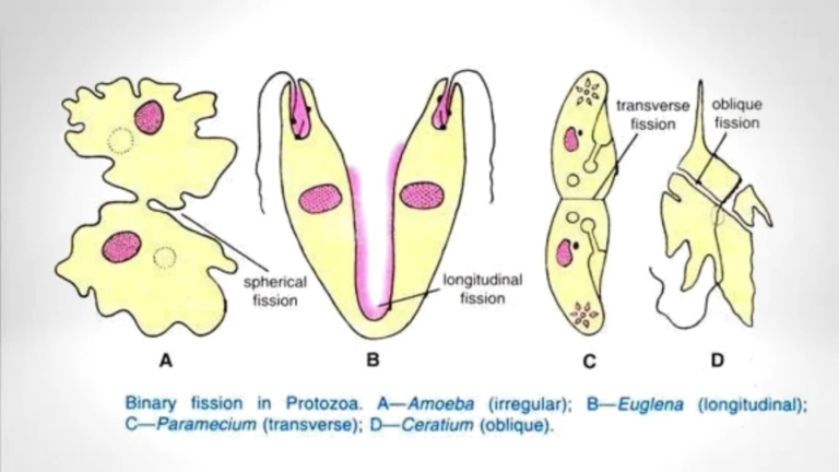 Binary Fission