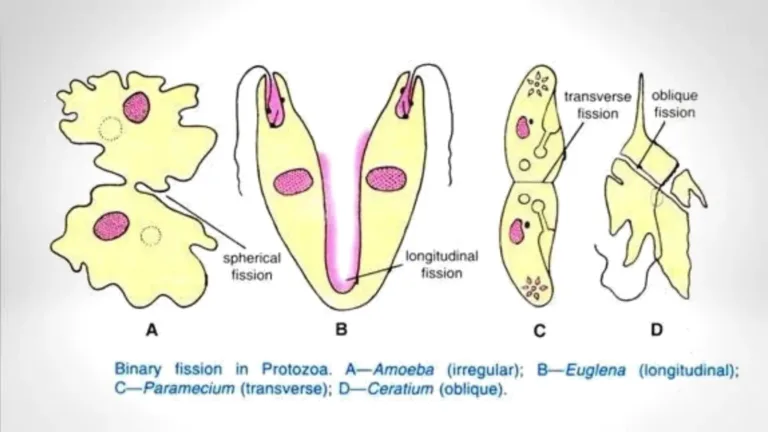 Binary Fission