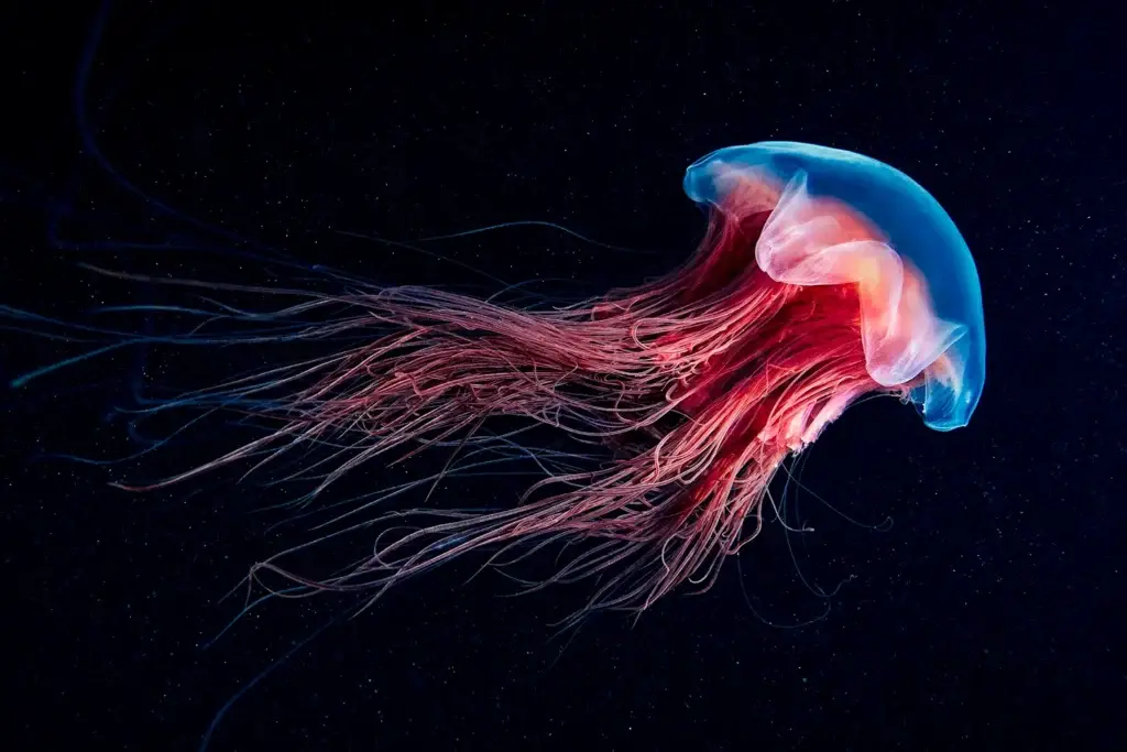 Jellyfish