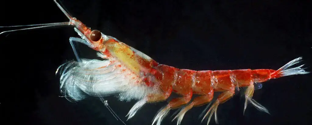 Krill