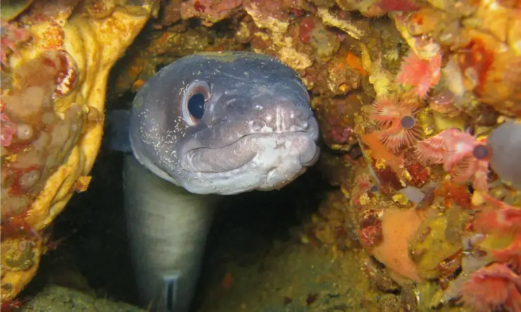 Conger Eel
