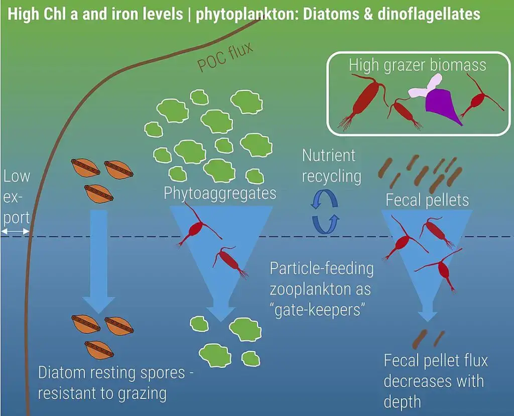 Kerguelen Plateau – The Kerguelen Plateau has high iron levels, resulting in increased chlorophyll a, indicating a rise in algae biomass at the surface. The varied zooplankton community consumes sinking particles, acting as a barrier to the deeper ocean. They ingest and break down these particles, substantially decreasing their export from the surface waters. The primary exported particles are diatom resting spores, which evade heavy grazing, followed by fecal pellets. 