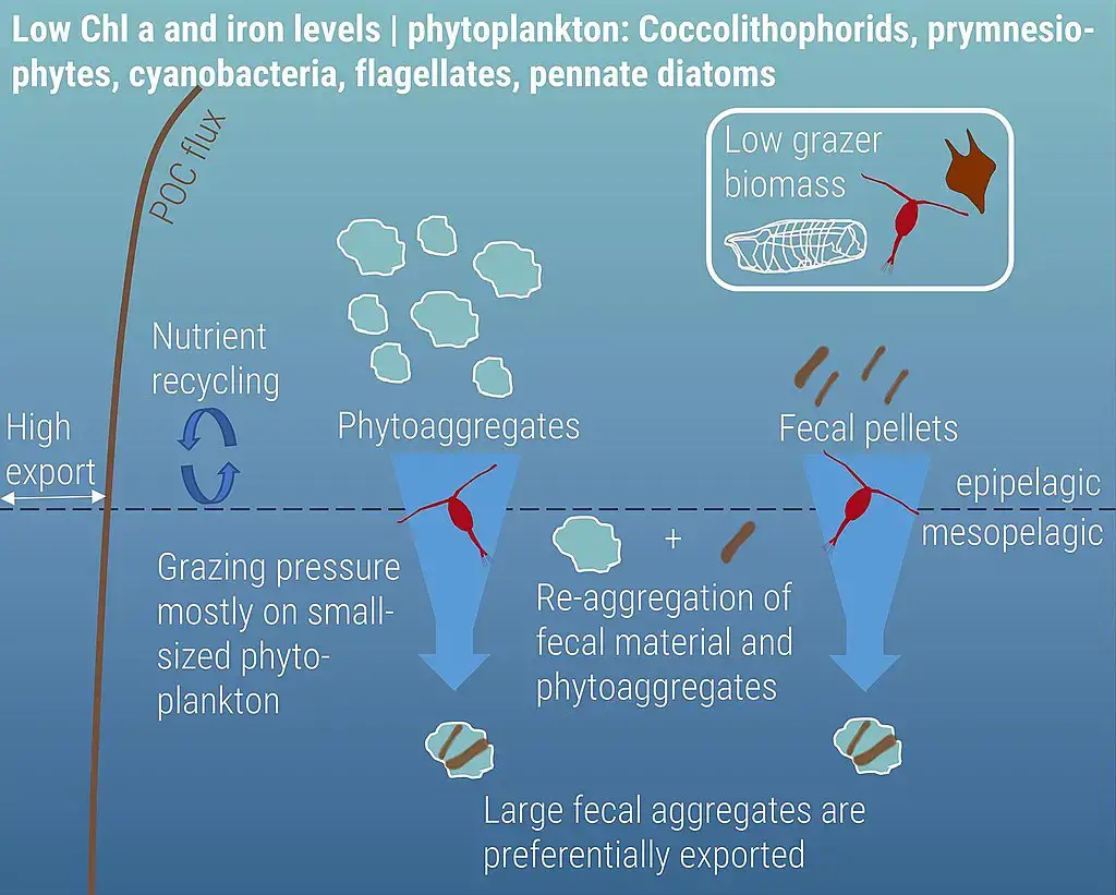 Southern Ocean waters – During summer in the Southern Ocean, low iron levels lead to a diverse phytoplankton community with reduced biomass. This impacts the composition and size of the zooplankton community. Most grazing during this period targets picoplankton, allowing larger particles to be exported. 