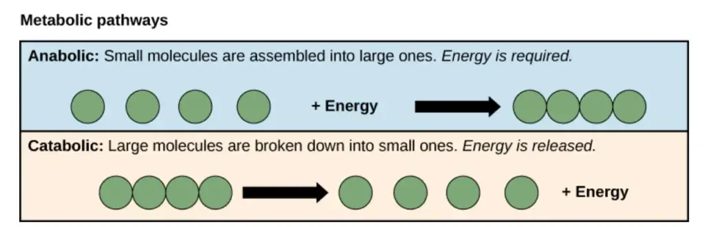 Anabolism