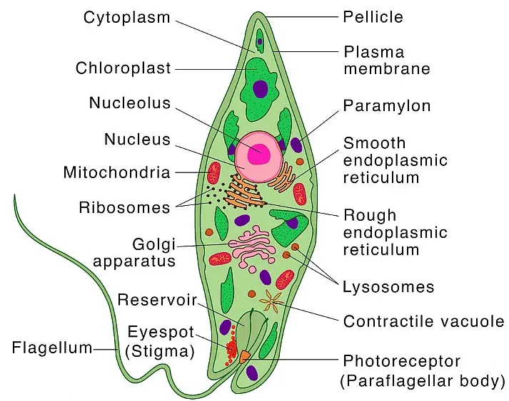 Internal Structure and Components of Euglena
