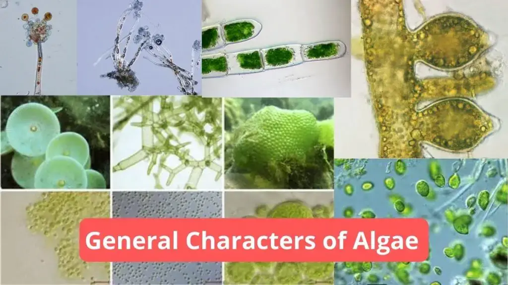 Characters of Algae | General Characters of Algae
