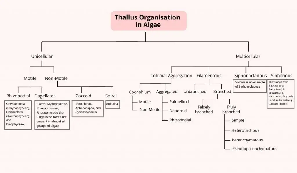 Types of thallus organization in Algae
