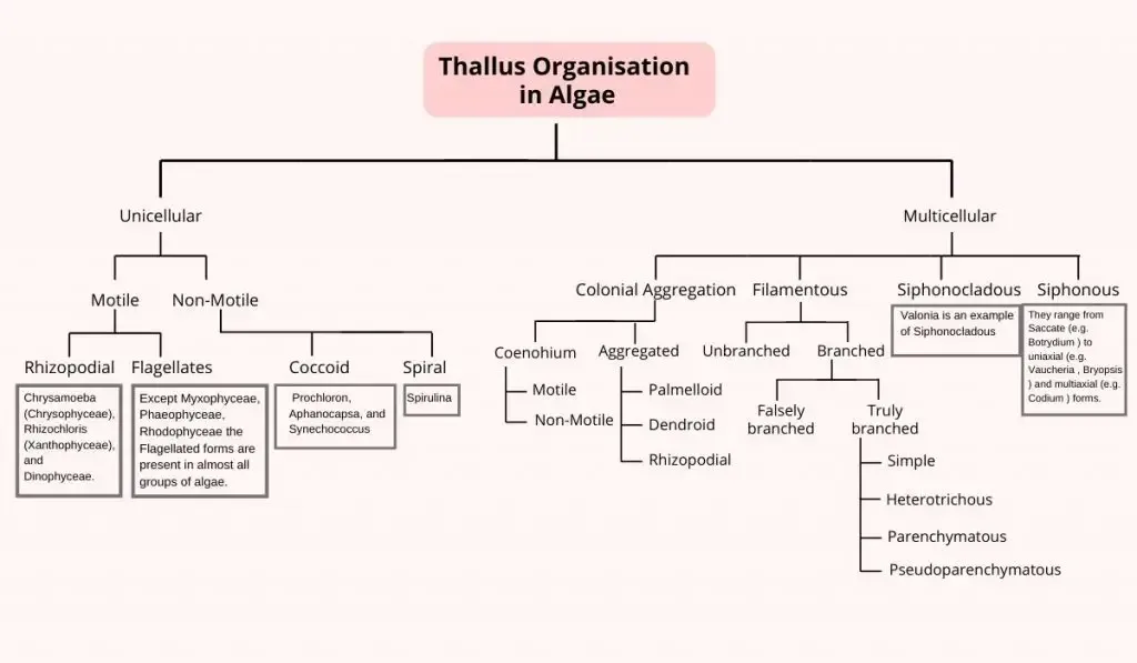Thallus Organisation in Algae - Types, Structure, Examples 1 Types of thallus organization in Algae
