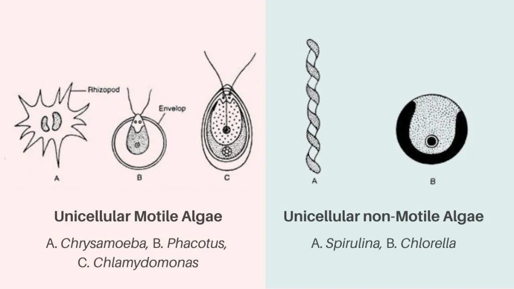 Thallus Organisation in Algae - Types, Structure, Examples 2 Non Motile form of Unicellular Algae