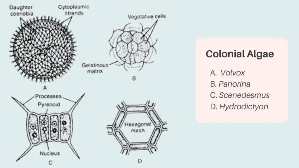 Thallus Organisation in Algae - Types, Structure, Examples 3 Coenohium