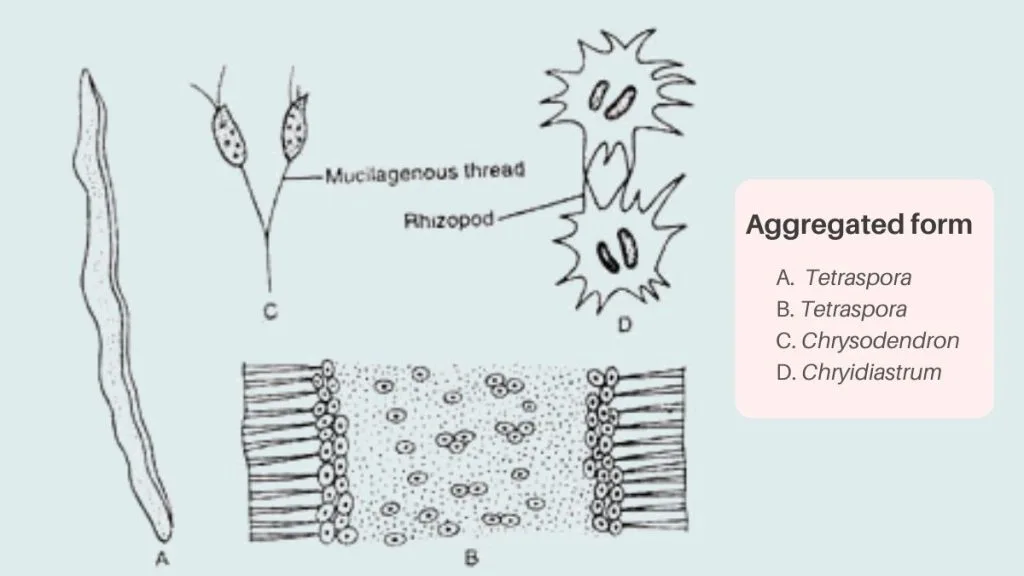 Thallus Organisation in Algae - Types, Structure, Examples 4 Rhizopodial