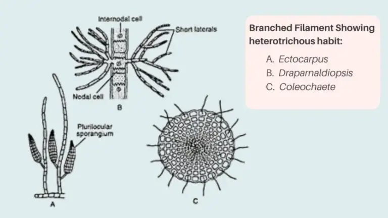 Thallus Organisation in Algae - Types, Structure, Examples - Biology ...