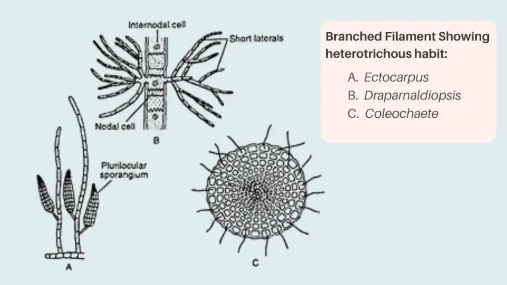 Thallus Organisation in Algae - Types, Structure, Examples 5 Branched Filament