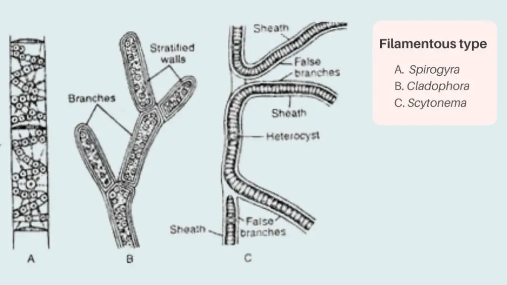 Thallus Organisation in Algae - Types, Structure, Examples 6 Falsely branched