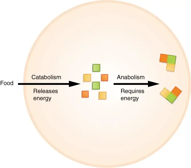 Schematic diagram showing anabolism and catabolism 