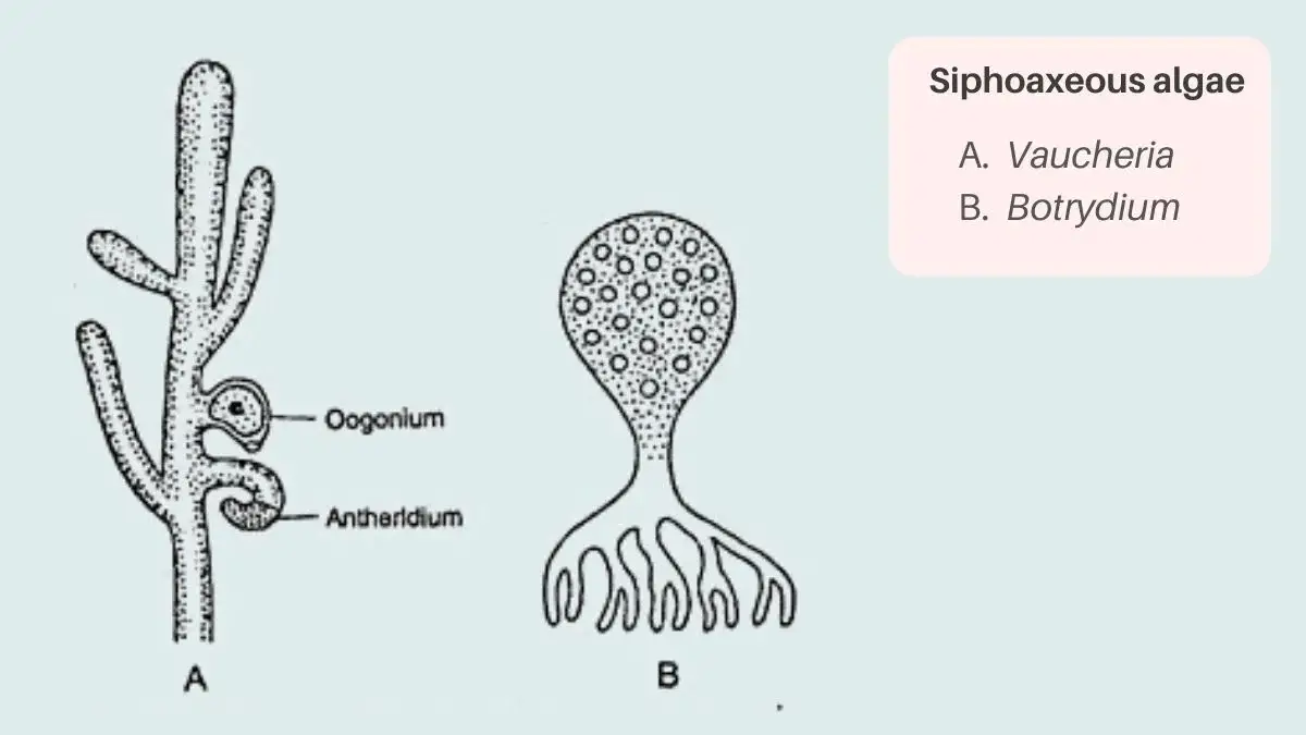 Thallus Organisation In Algae - Types, Structure, Examples - Biology 