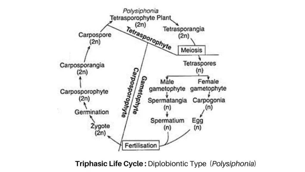 Life cycle of Algae - Haplontic, Diplontic, Diplohaplontic, and Triphasic 1 Diplobiontic Type