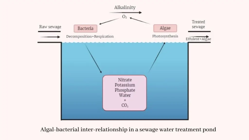 Importance of algae in Environment 