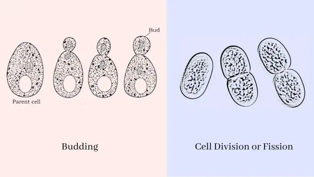 Cell Division or Fission