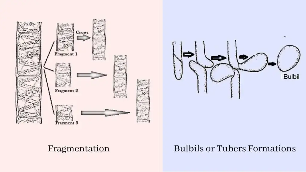  Bulbils or Tubers