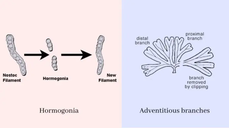 Algae - Algae Reproduction - Biology Notes Online