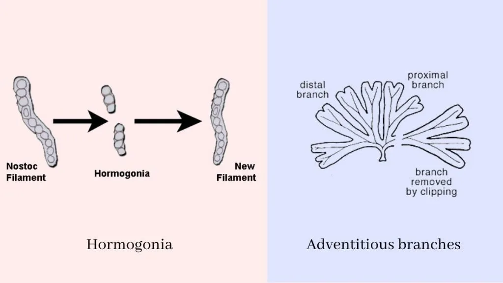 Adventitious branches