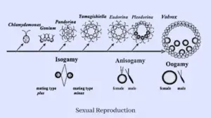 Algae - Algae Reproduction - Biology Notes Online