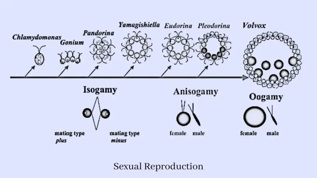  Sexual Reproduction