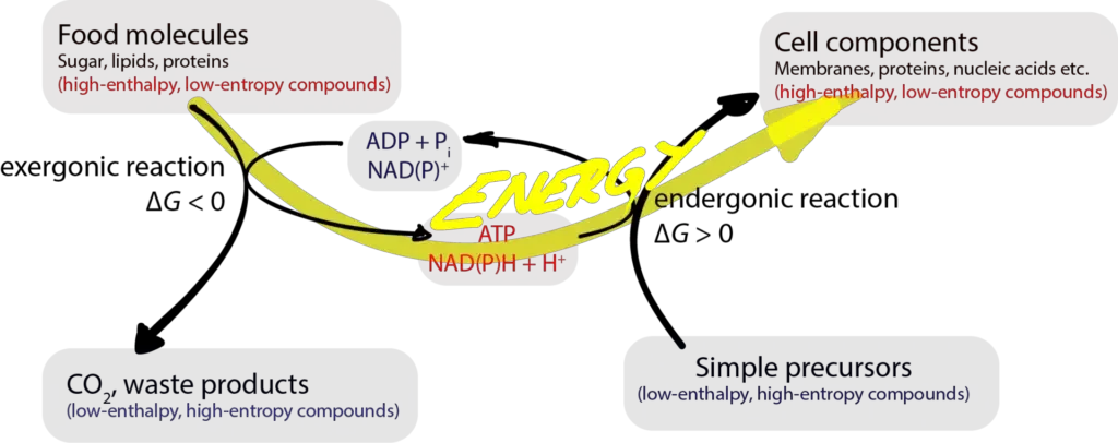 Use of ATP to drive the endergonic process of anabolism.