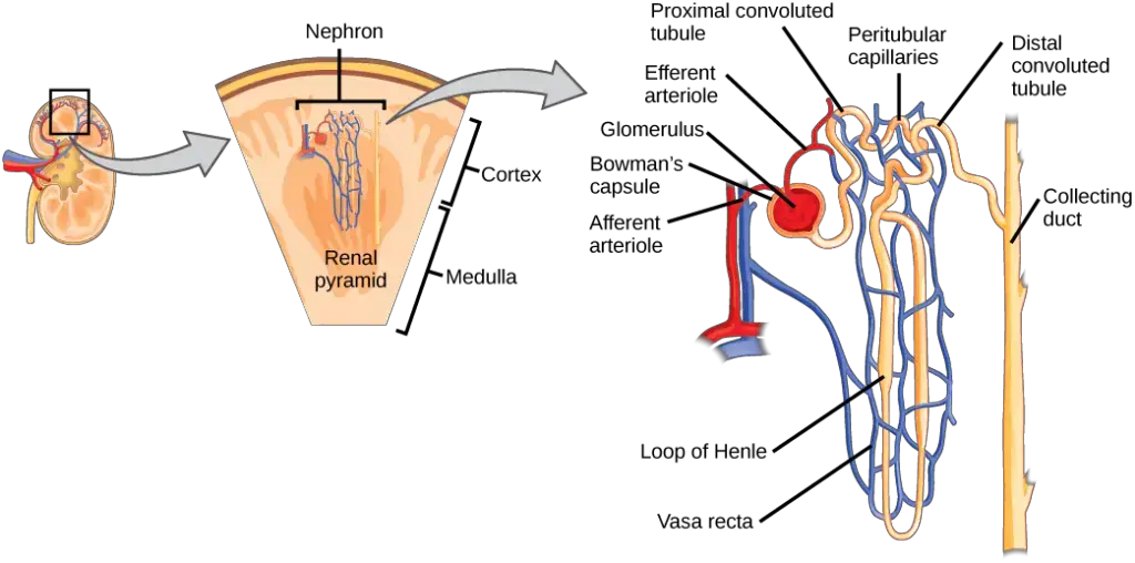 The nephron is the functional unit of the kidney.
