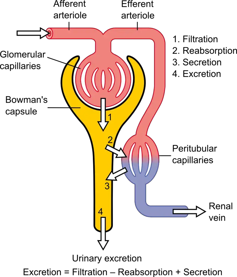 Schematic diagram of the nephron (yellow), relevant circulation (red/blue), and the four methods of altering the filtrate.
