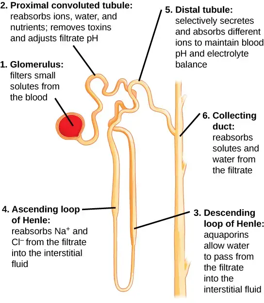 Tubular parts of Nephron and their functions.
