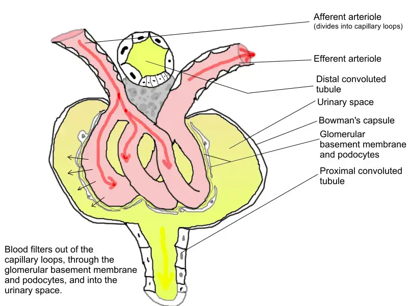 Glomerulus