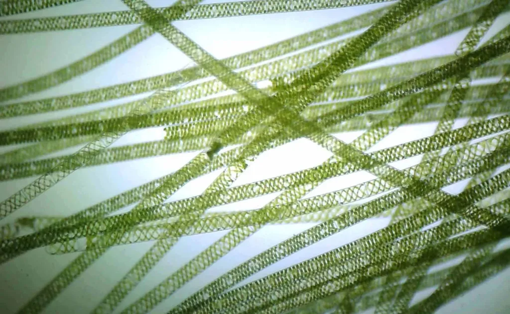 What is Spirogyra? – Definition of Spirogyra

