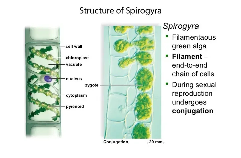 Morphology or Structure of Spirogyra