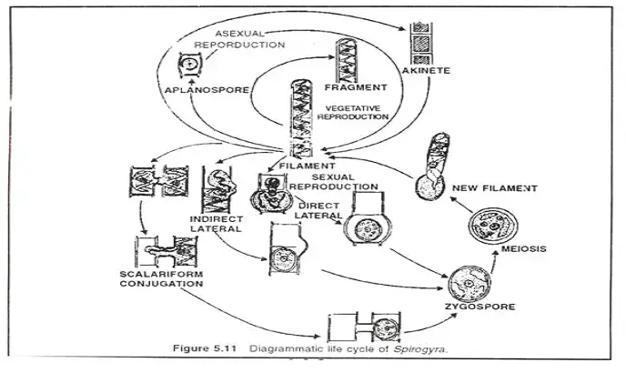 Life Cycle of Spirogyra