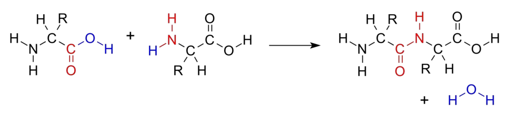 The dehydration condensation of two amino acids to form a peptide bond (red) with expulsion of water (blue) | Image Credit: V8rik at English Wikipedia, Public domain, via Wikimedia Commons