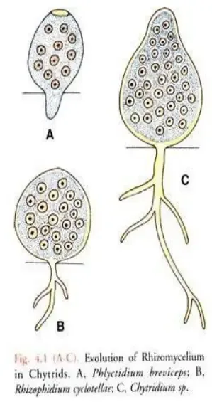 Chytridiomycota characteristics
