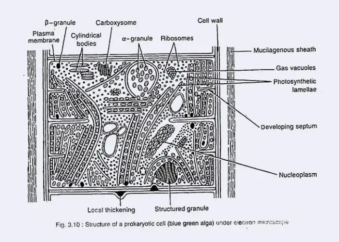 Cellular Structure of Algae – Prokaryotic Cell