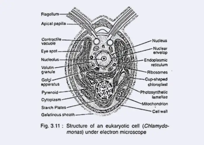 Cellular Structure of Algae – eukaryotic Cell |